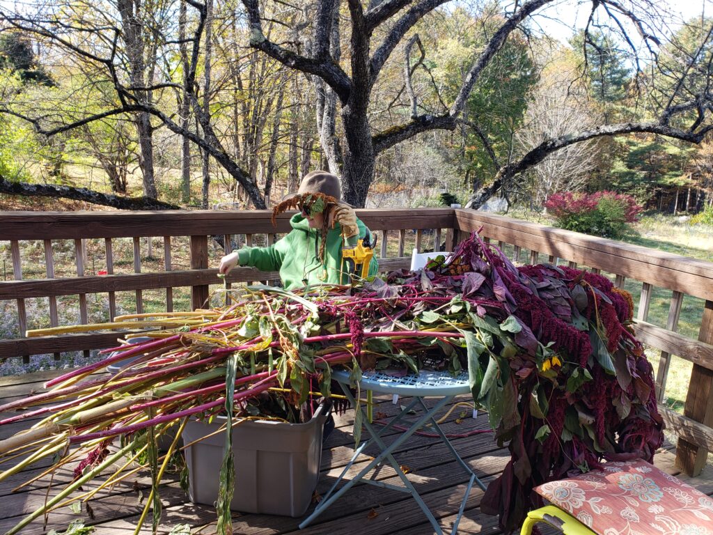 A person sits in front of a big pile of amaranth stocks, sorting them into grains and stalks