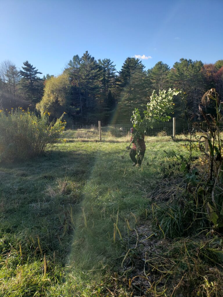 A big green scene shows a person carrying very large green plants in front of very tall sunflowers and a garden past its prime